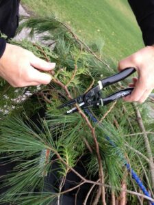 rack-a-tiers croc's needle nose wire strippers cutting a branch off a tree